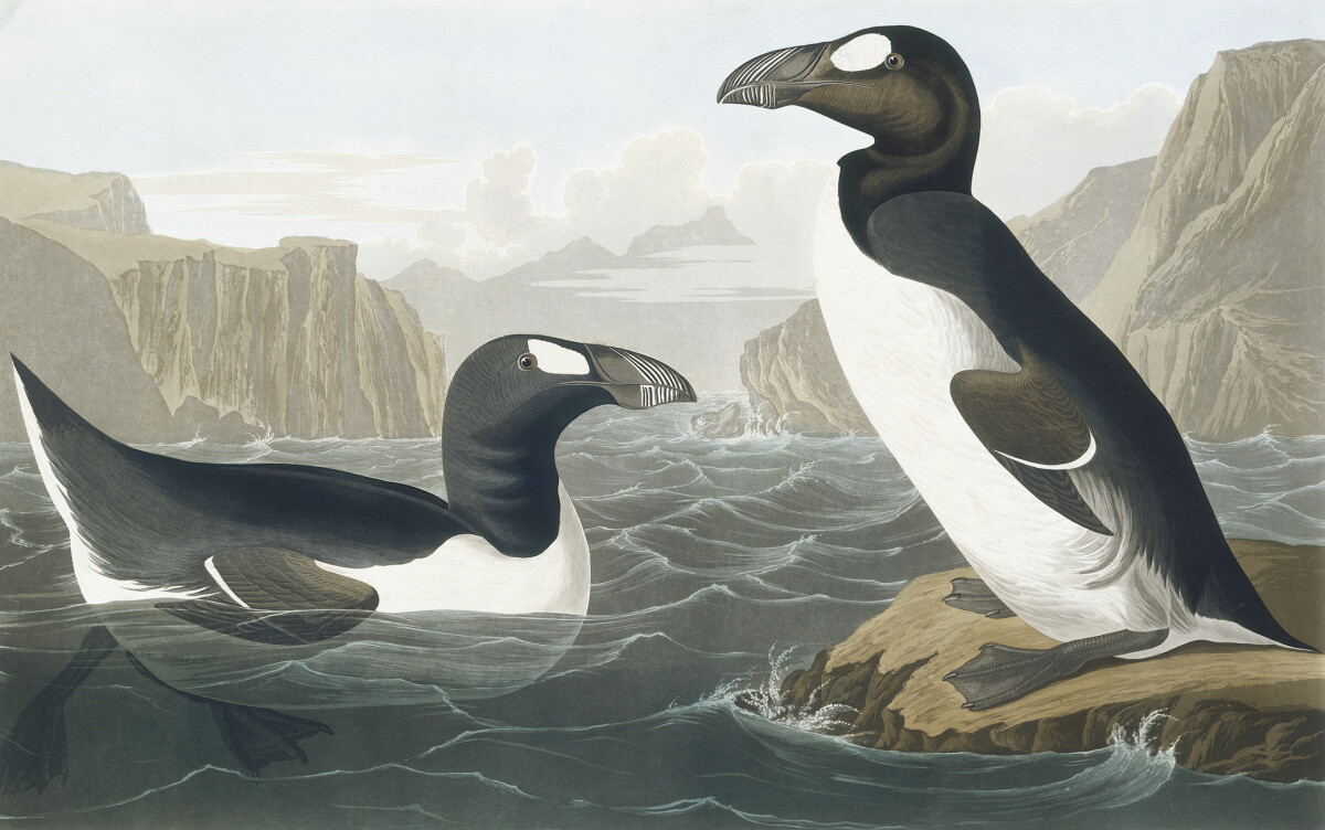 Greek Auk, Pinguinus Impennis