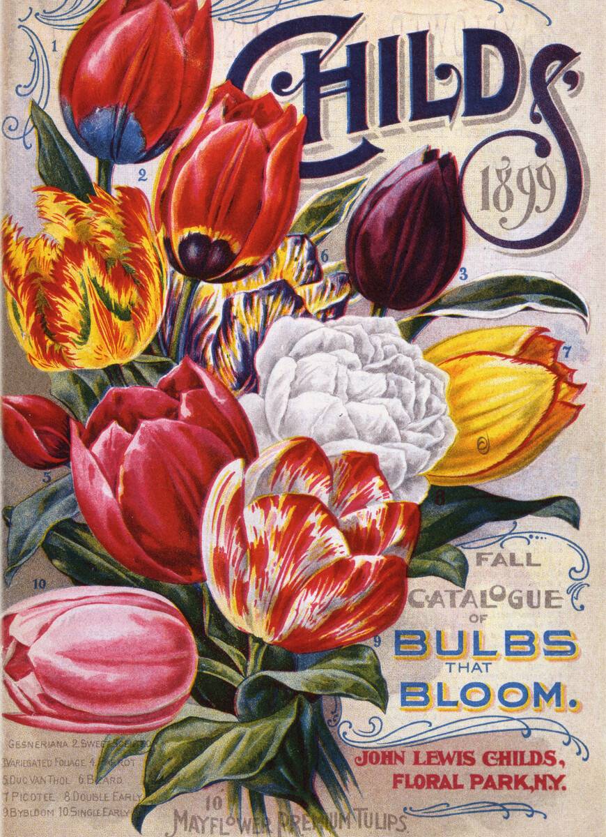 Mayflower Tulips