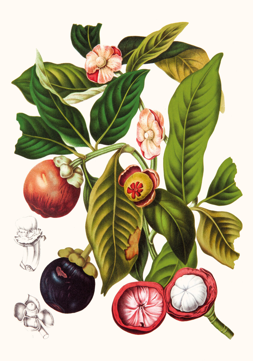 Garcinia × Mangostana