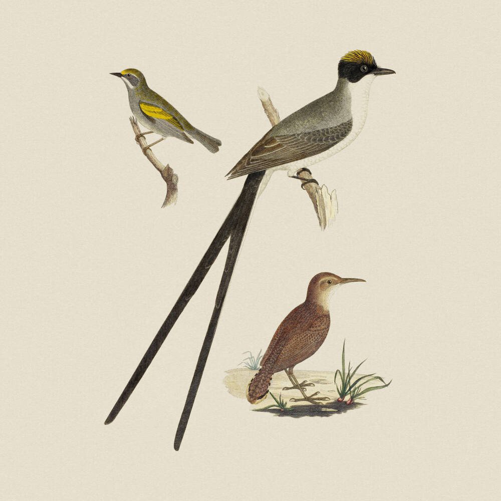 Flycatcher, Anteater and Warbler