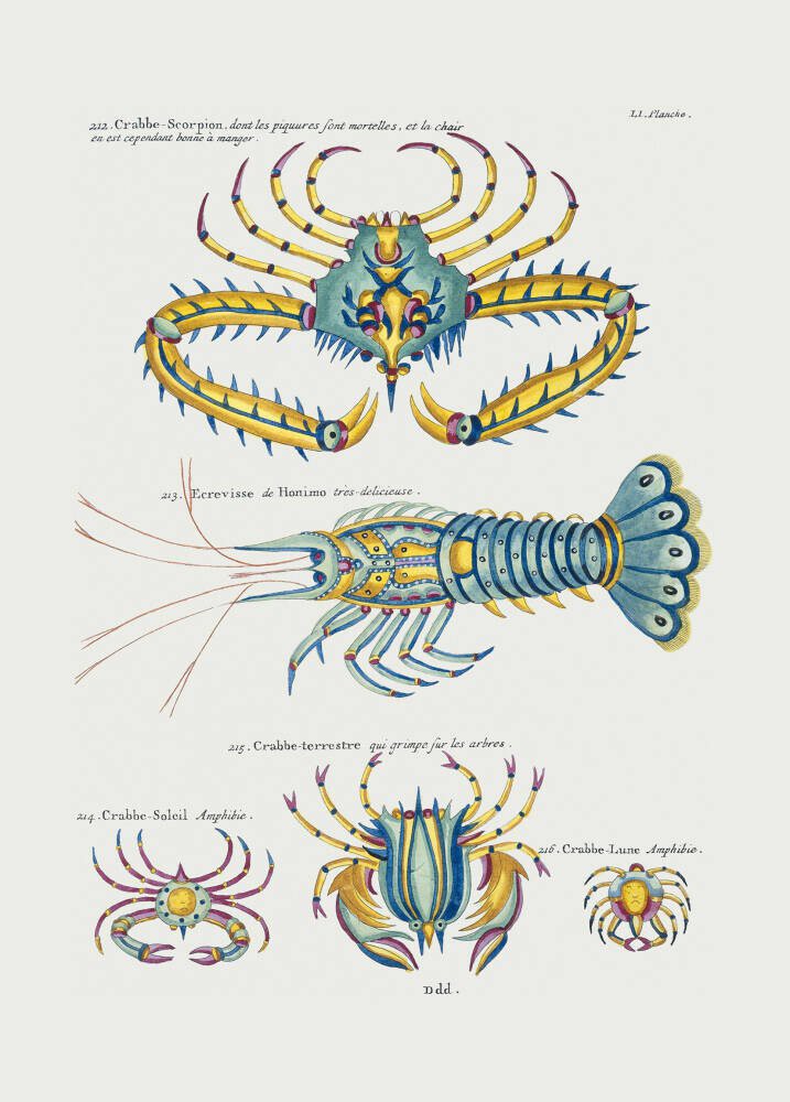 Various Crustaceans