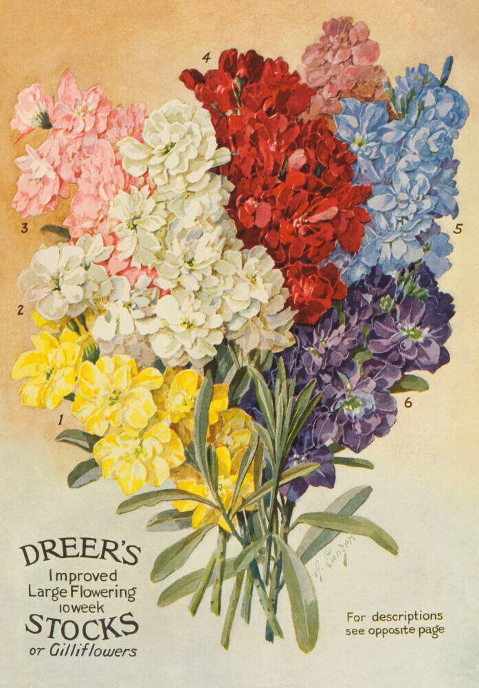 Dreer's Large Flowering