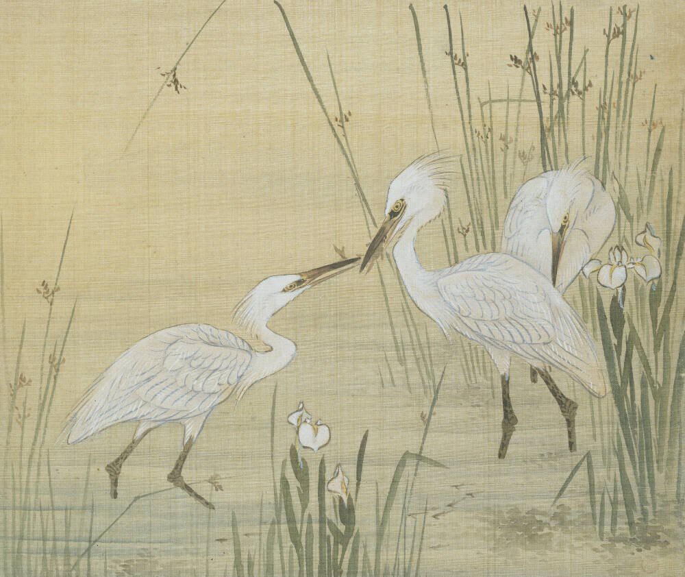 Egrets amongst Reeds