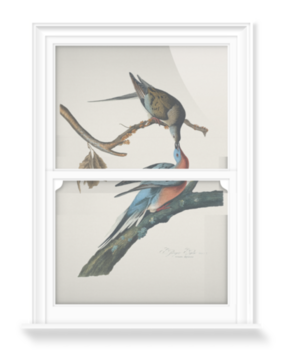 'Male and female Passenger pigeon' Decorative Window Films