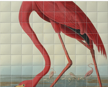 'Greater Flamingo, Phownicopterus Ruber' Ceramic Tile Mural