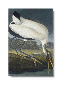'Wood Stork, Mycteria American' Canvas Wall Art