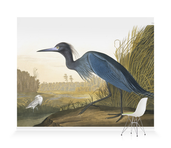 'Little Blue Heron, Egretta Caerulea' Wallpaper Mural