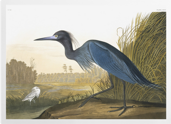 'Little Blue Heron, Egretta Caerulea' Art Prints