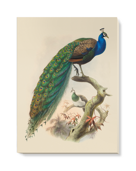 'Pavo Cristatus, Common Peafowl' Canvas Wall Art