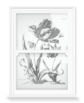 'Tulipe Precoce' Decorative Window Film