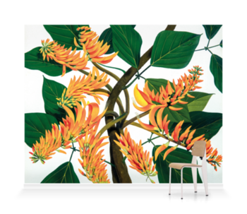 'Flame Tree [Erythrina poeppigiana]' Wallpaper Mural