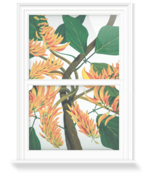 'Flame Tree [Erythrina poeppigiana]' Decorative Window Film
