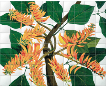 'Flame Tree [Erythrina poeppigiana]' Ceramic Tile Mural