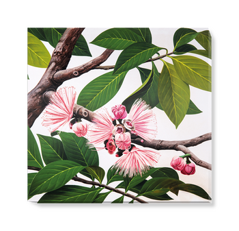 'Malay Apple [Eugenia malaccensis]' Canvas Wall Art