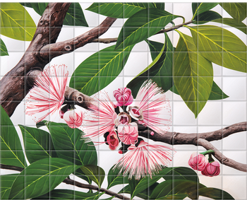 'Malay Apple [Eugenia malaccensis]' Ceramic Tile Mural