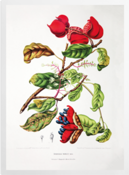 'Chinese Chestnut [Sterculia nobilis]' Art Prints