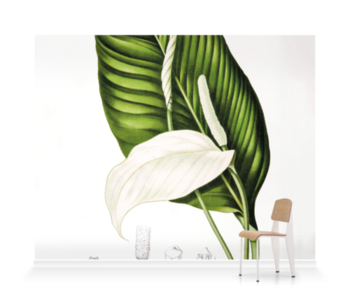 'Peace Lily [Spathiphyllopsis minahassae]' Wallpaper Mural