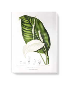 'Peace Lily [Spathiphyllopsis minahassae]' Canvas Wall Art