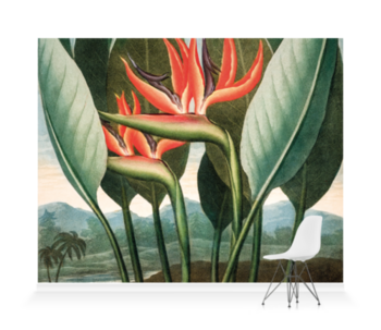 'Bird of Paradise [Strelitzia reginae]' Wallpaper Mural