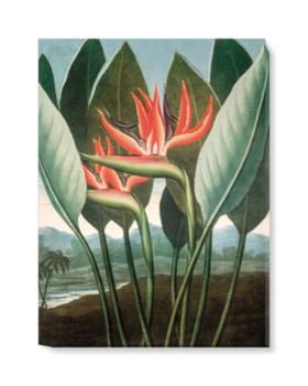 'Bird of Paradise [Strelitzia reginae]' Canvas Wall Art