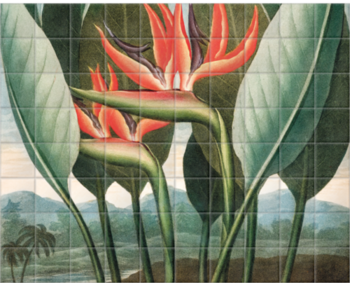 'Bird of Paradise [Strelitzia reginae]' Ceramic Tile Mural