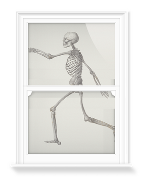 'Human Skeleton: Lateral View' Decorative Window Films