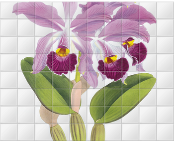 'Cattleya whitei' Ceramic Tile Mural