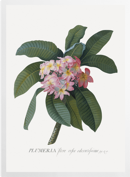 'Plumeria' Art Prints