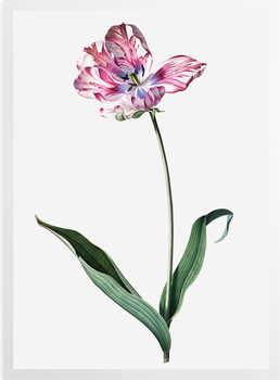 'Study of Tulip' Art Prints