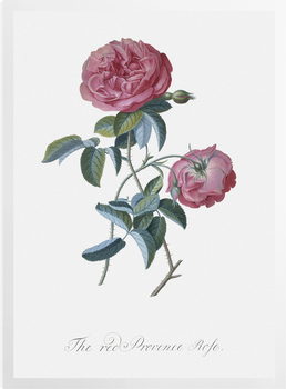 'Red Provence Rose' Art Prints
