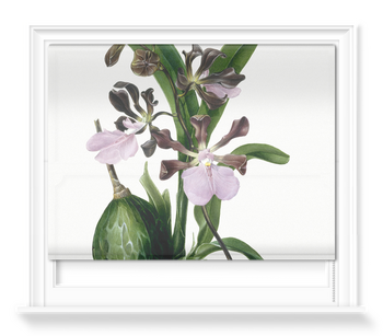 'Orchid ñ Epidendrum Macrochilum Roseum' Roller Blind