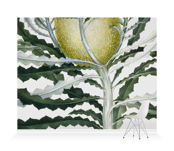 'Banksia Speciosa' Wallpaper Mural