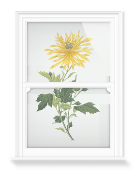 'Study of a Chrysanthemum' Decorative Window Film