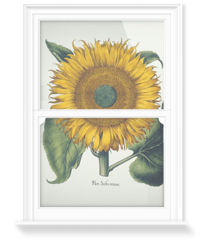 'Sunflower' Decorative Window Film