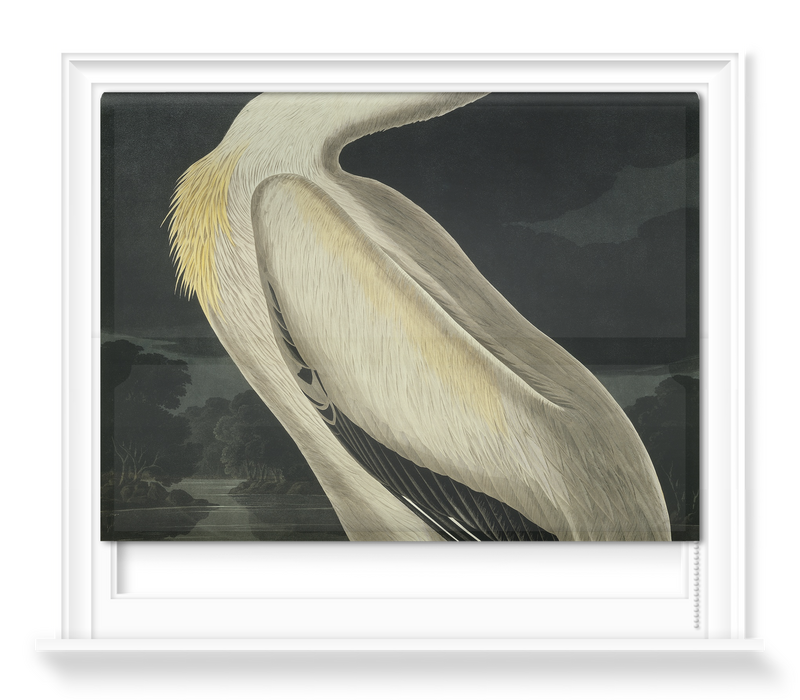 'American White Pelican, Pelecanus Erythror' Roller Blind