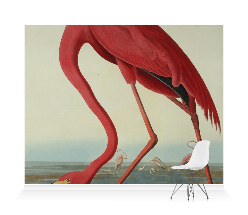 'Greater Flamingo, Phownicopterus Ruber' Wallpaper Mural