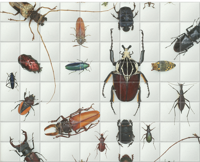 'Various Beetles 3' Ceramic Tile Mural