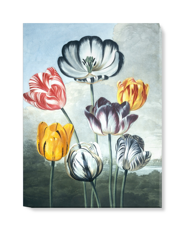 'Tulips' Canvas Wall Art