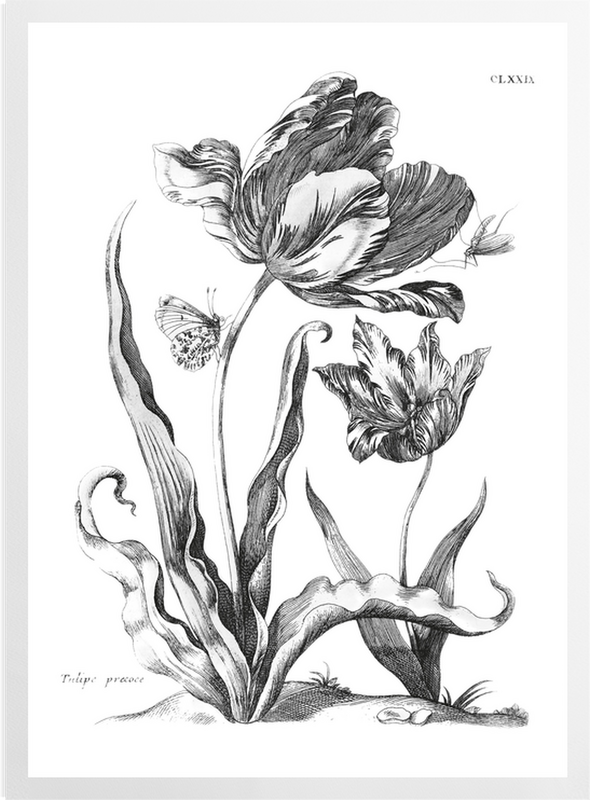 'Tulipe Precoce' Art Prints