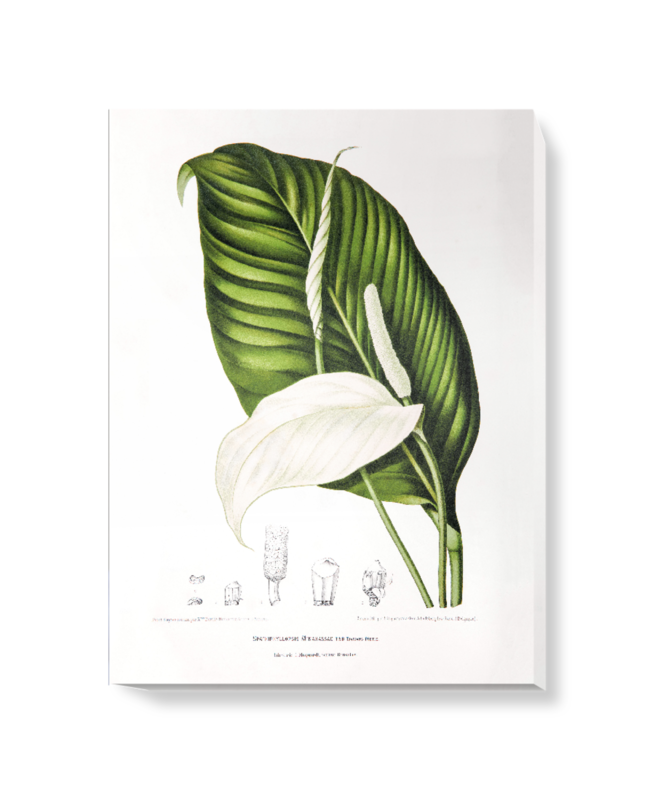 'Peace Lily [Spathiphyllopsis minahassae]' Canvas Wall Art