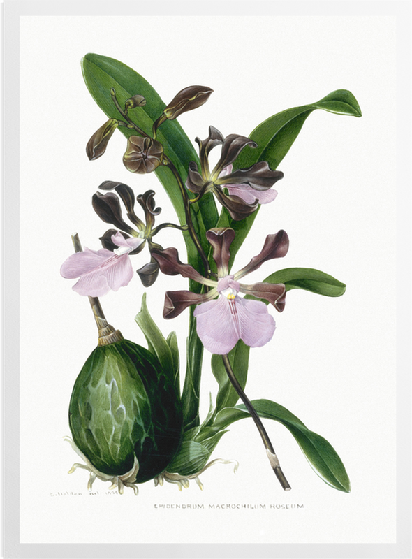 'Orchid ñ Epidendrum Macrochilum Roseum' Art Prints