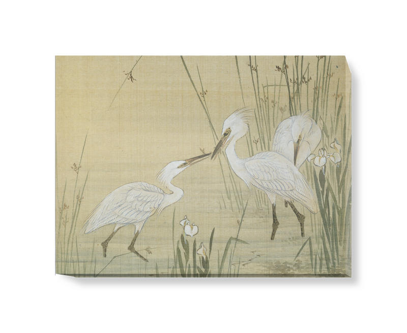 'Egrets Amongst Reeds' Canvas Wall Art
