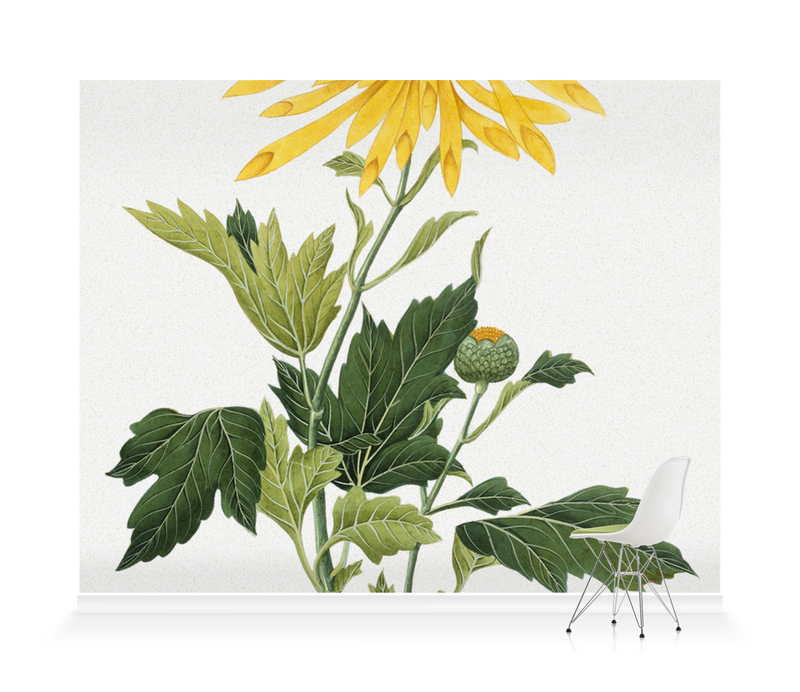 'Chrysanthemum' Wallpaper Mural