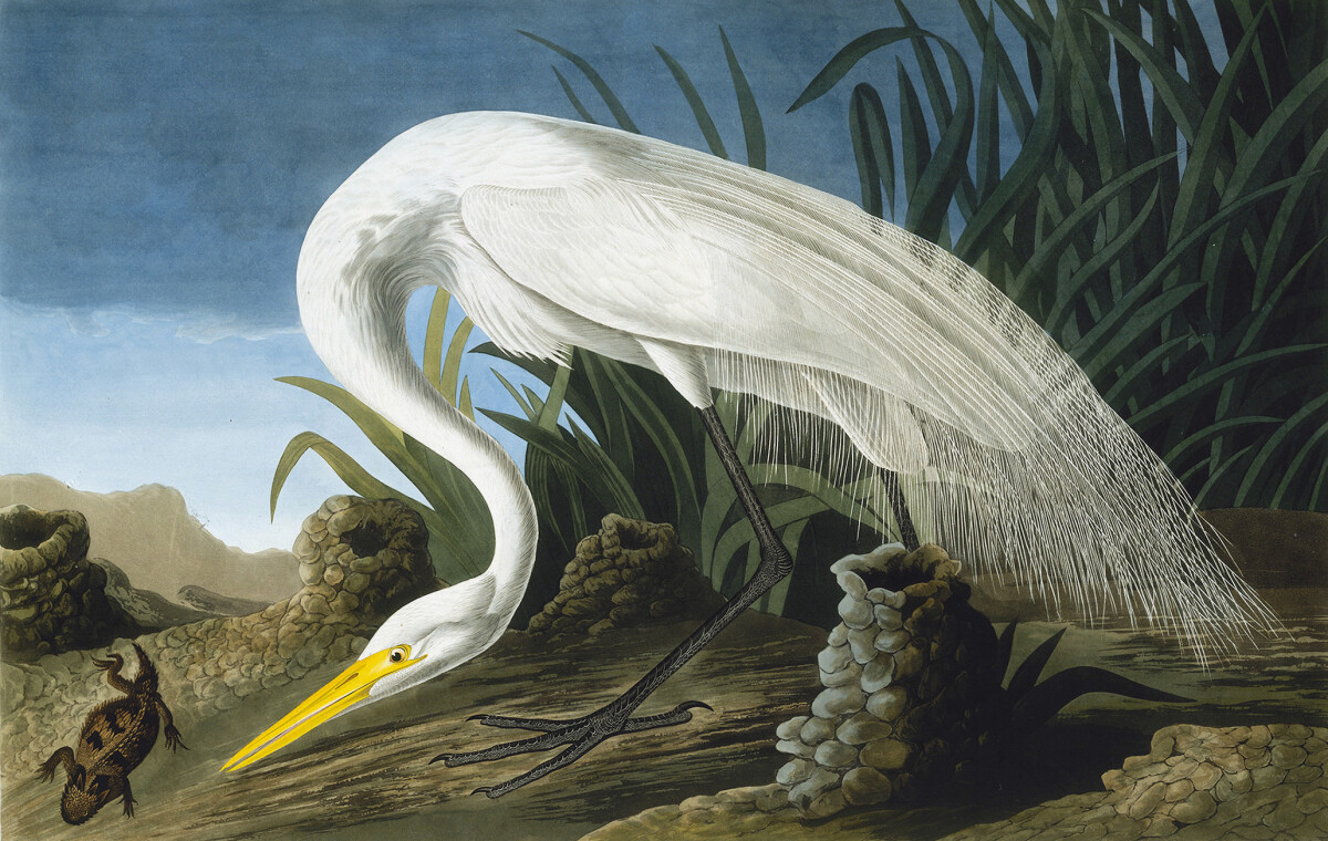 Great Egret, Casmerodius Albus