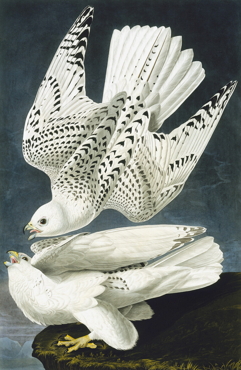Gyrfalcon, Falco Rusticolus