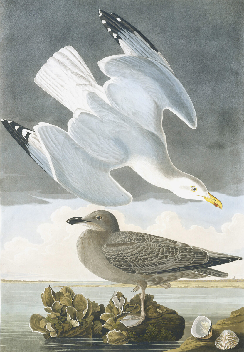 Herring Gull, Larus Argentatus