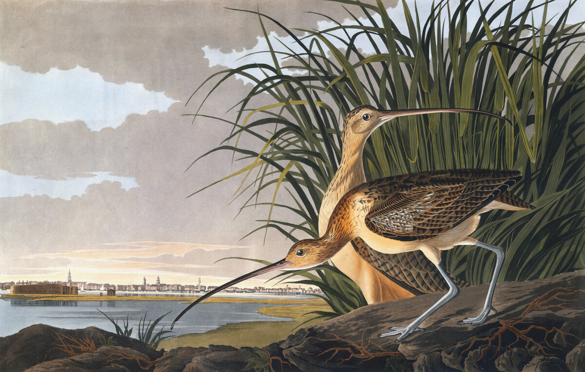Long-billed Curlew, Numenius americanus