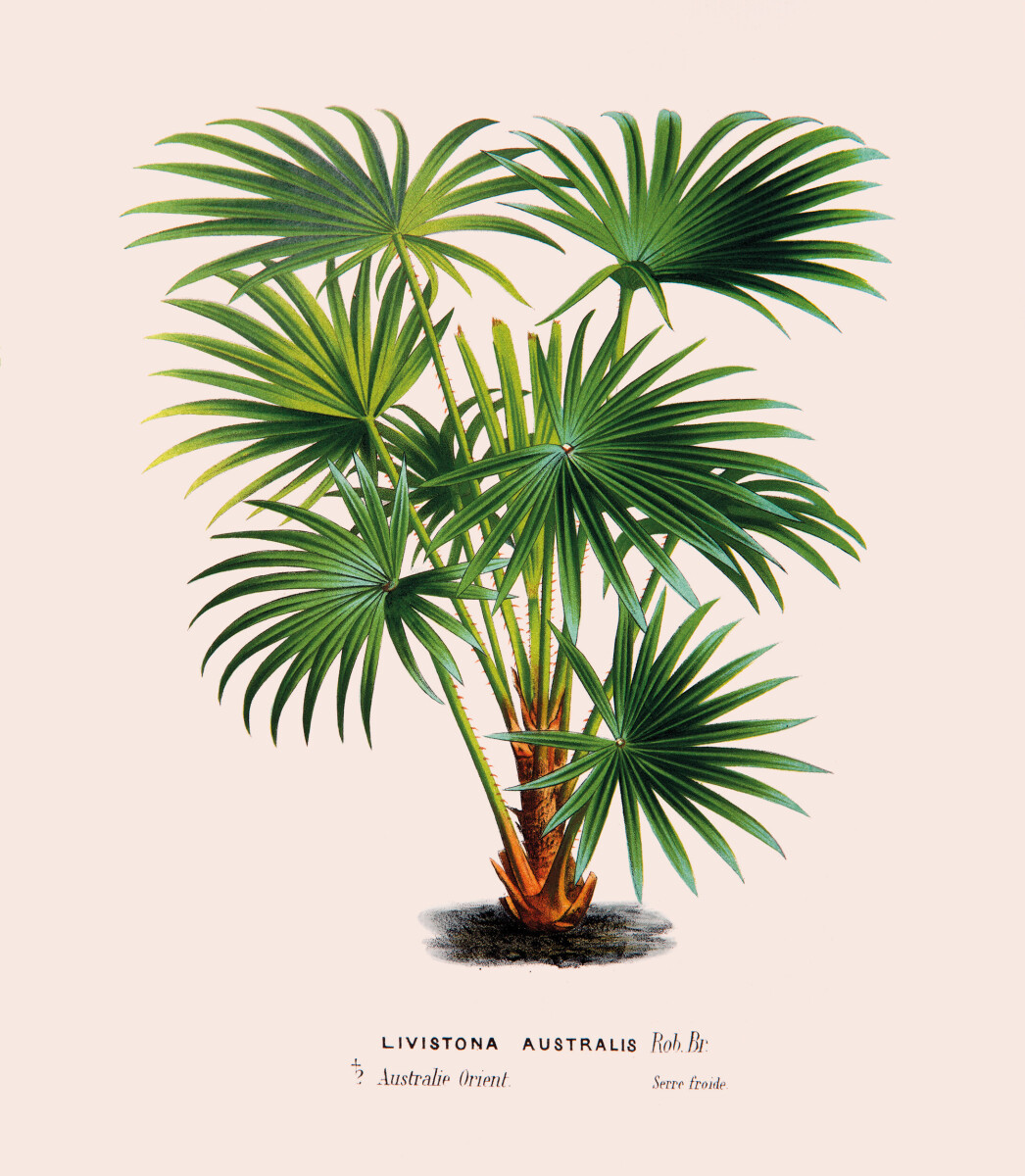 Cabbage-tree Palm [Livistona australis]