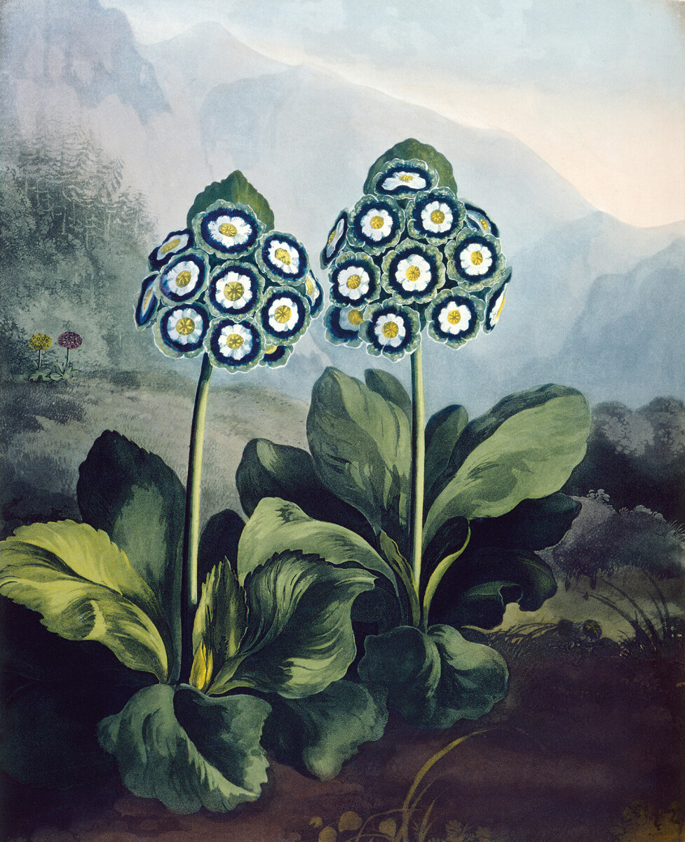 A Group of Auriculas