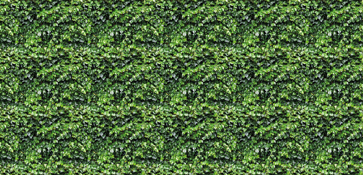 Ivy Wall Garden Green Wallpaper Mural Surfaceview Ivy Wall Garden Green Wallpaper Mural Surfaceview
